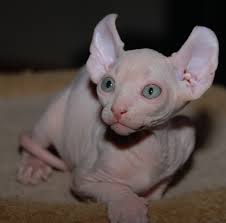 They like to play and can learn games like fetch or figure out puzzle toys. Elf Kittens Elf Sphynx Elf Cats Nocoatkitty Sphynx