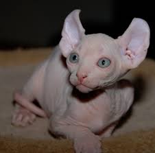 They like to play and can learn games like fetch or figure out puzzle toys. Elf Kittens Elf Sphynx Elf Cats Nocoatkitty Sphynx