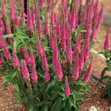 Veronica: Roots & Rhizomes