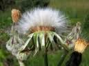 Image result for Sonchus bipontini