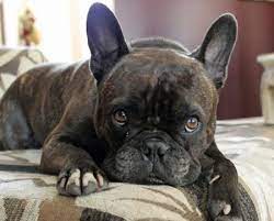 Check spelling or type a new query. Harley The French Bulldog Mix Brindle French Bulldog French Bulldog Puppies Cute French Bulldog