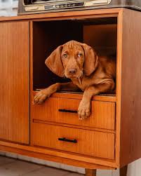 990 likes 31 comments fellfreundschaften fellfreundschaften on instagram die sache mit dem luxus und der dankbarkeit i vizsla vizsla dogs cute dogs