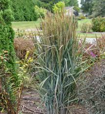 Image result for Panicum hochstetteri