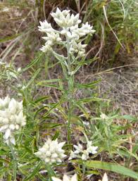 Image result for Paspalidium obtusifolium