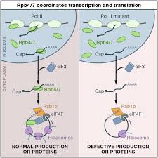 Rna polymerase (rnap or rnapol) is an enzyme that makes an rna copy of a dna or rna in chemical terms, rnap is a nucleotidyl transferase that polymerizes ribonucleotides at the 3' end of an. Rna Polymerase Ii Subunits Link Transcription And Mrna Decay To Translation Cell
