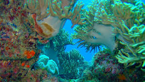 Image result for 沖縄の海