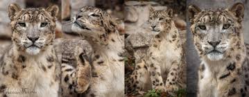 Hier ist erst kürzlich ein gesundes zebrafohlen zur welt gekommen. Rebecca Forster Zoography Posts Facebook