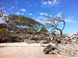 very interesting beach to walk review of driftwood beach