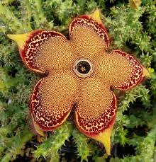 Stylized palmettes dominate the field, which also includes motifs derived from the chinese lotus blossom. Persian Carpet Flower Yellow Flowers Or Flower Parts Almost Eden