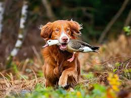 Image result for nova scotia duck tolling retrívr