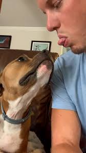 Sweet Pitbull Mimics Owner Sticking Tongue Out