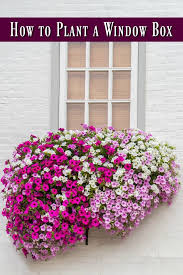 Browse our collection of lovely blue annual flowers for adding to garden beds, borders and containers with planting and growing tips from hgtv gardens. Best Plants For Window Boxes Juggling Act Mama