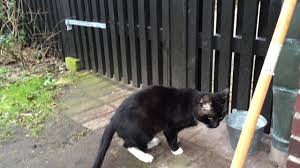 A boy stands on one side of a river, his cat on the other. What Cats Do When They Re Out At Night