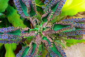 Chandelier Plant Mother Of Thousands Kalanchoe Tubiflora Mother Of Thousands Plant Plants Unusual Plants