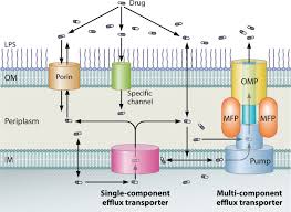Hecker pass is a low mountain pass across the santa cruz mountains of central california, connecting watsonville on the pacific coast to gilroy and the santa clara valley. The Challenge Of Efflux Mediated Antibiotic Resistance In Gram Negative Bacteria Clinical Microbiology Reviews