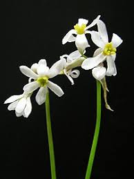 Image result for Litanthus pusillus