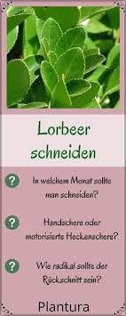 Zu lange triebe kürzt man maximal um. Lorbeer Schneiden So Geht Es Richtig Lorbeer Lorbeer Schneiden Krauter Anpflanzen Pflanzen Pflege