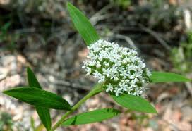 Image result for Polysphaeria lanceolata
