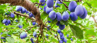 Before ordering a tree, make sure its recommended hardiness zone range includes your area. Planning For A Fruit Tree Dave S Garden