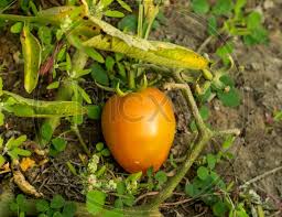 Anthracnose on tomatoes is caused by a group of fungi within the genus colletotrichum, and these species are primarily pathogens of the tomato fruit. Image Of Tomato Tree Is A Fruit Tree That Produces The Tamarillo Or Juice Ik537225 Picxy