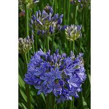 Monrovia 3 Quart In Pot Midknight Blue Agapanthus Lowes Com Blue Passion Flower Agapanthus Flowering Trees