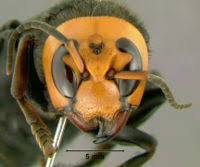 Giant asian hornet surprises japanese woman in bedroom closet. Asian Giant Hornet Wikipedia