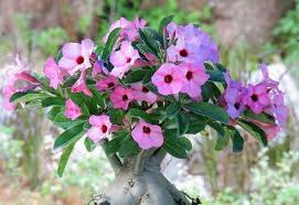 Bambu air bisa hidup di genangan air. 11 Jenis Tanaman Hias Batang Dan Nama Latinnya