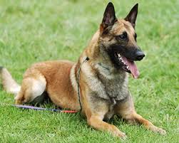 Both belgian malinois and german shepherds are herding breeds, who were originally developed to however, because they were developed in different places (germany vs belgium), by different. Belgian Shepherd Dog Malinois Dog Breeds Purina