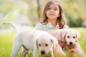 To ensure they remain happy and healthy from collars to cat litter to flea scratchers and more, petco pet supplies in san diego have all of the dog and cat supplies you need to keep your. Animal Care Clinic Veterinarian In El Cajon Ca Us