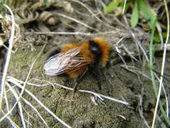 Image result for Bombus hyperboreus