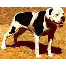 We are a dog rescue with adoptable bull breed dogs in florida, maryland, pennsylvania, and new jersey. American Bulldog Puppies For Sale From Reputable Dog Breeders