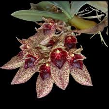 Image result for Bulbophyllum elliotii