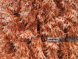Image result for didymascella thujina