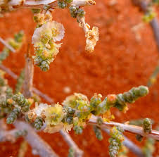 Image result for Caroxylon littoralis