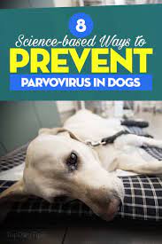 8 Science-Based Ways To Treat And Prevent Parvovirus In Dogs (Proven)