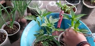 Anak pokok sesuai dialihkan ke dalam bekas tanaman kekal atau pasu apabila setelah berusia 2 minggu atau paling tidak anak pokok telah mengeluarkan 4 helai daun matang. Tanam Pokok Cili Cara Pangkas Tak Perlu Semai Mudah Dan Cepat Tumbuh Mingguan Wanita