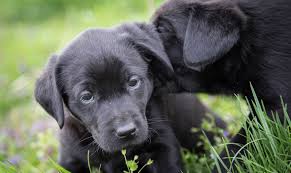 Get updates on happy adoption stories, upcoming events and fundraisers, features of classic barkers and other rescue tales. Home San Diego Bull Dog Rescue