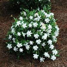 Top free images & vectors for large flowering bushes full sun in png, vector, file, black and white, logo, clipart, cartoon and transparent. 30 Dwarf Shrubs Ideas Dwarf Shrubs Shrubs For Landscaping Shrubs
