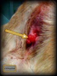 Causes Of Rectal Bleeding In The Dog Urban Animal Veterinary Hospital
