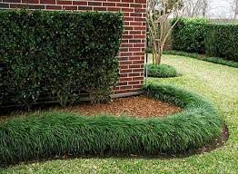 True Aquatic Plant Page 2 Landscape Design Grasses Landscaping Mondo Grass