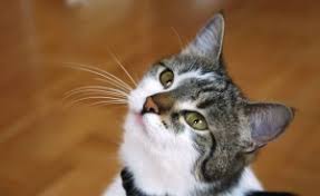 Maybe you would like to learn more about one of these? Cat Worms Treating Worms In Cats Germantown Veterinary Clinic In Md
