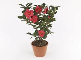 Image result for Theaceae