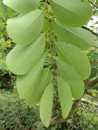 Image result for Cleistanthus