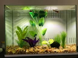 Do You Guys Think This Is Planted Enough For Guppies Two Of Them Still Glass Surf So I M Wondering What Could Make Their Home More Cozy For Them Fish