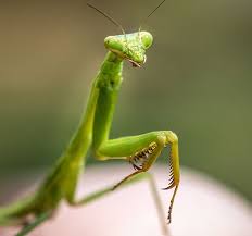 Seeing A Praying Mantis What Is The Spiritual Significance In 2020 Praying Mantis Pictures Of Insects Your Spirit Animal