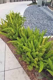 Foxtail ferns are generally free from pests and disease. Learn How To Grow Asparagus Fern Gardener S Path