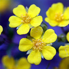 Symbolic Meanings Of Flowers That You Ve Been Wanting To Know Flower Meanings Buttercup Flower White Rose Symbolism