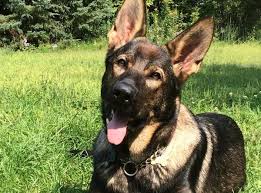 1,994 likes · 7 talking about this · 3 were here. Types Of German Shepherd All Breed Variations