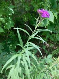 Image result for Vernonia undulata