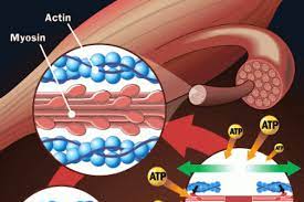 Muscle contractions occur when two proteins that make up muscle fibers are activated by a nerve to increase the tension within the muscle. How Muscles Work Howstuffworks